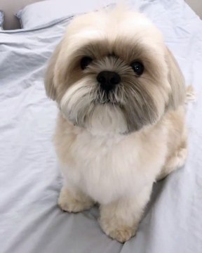 Regardez la réaction de ce chiot quand on lui donne à manger. Trop craquant !