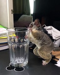 Ce galago a une drôle de manière de demander de l'eau. Regardez !