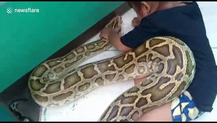Little girl applies medicine to giant 4.5m python to treat mouth infection