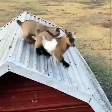 Les bébés chèvres sont trop mignonnes. Admirez ces deux entrain de jouer !
