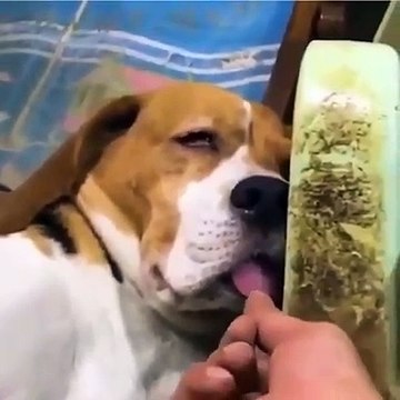 Quand on tire la langue d'un chien endormi, voici ce que ça donne. Hilarant !