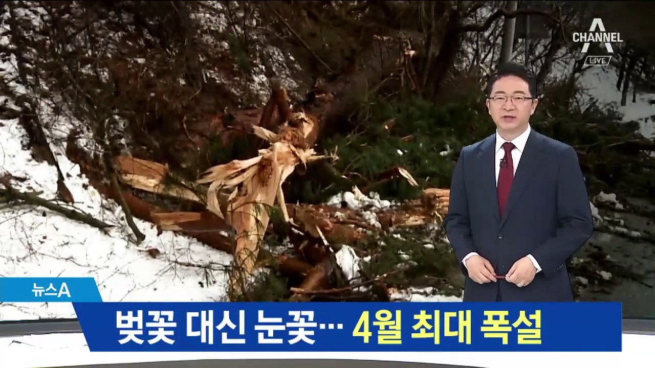 벚꽃 대신 눈폭탄…강원 산지·경북 북부 폭설 피해 속출