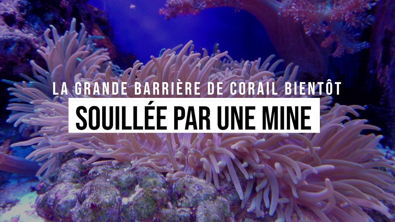 Un désastre validé par l'Australie : la Grande barrière de corail bientôt souillée par une mine