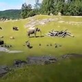 Ce que cette maman éléphant va faire à la chute de son petit va vous émouvoir !