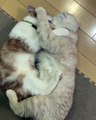 Quand un couple de chat se font des câlins. Trop cute !