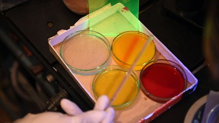 Georgia quiere plantar viñas en Marte