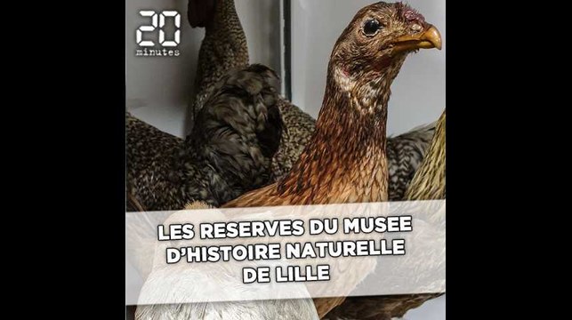 Les réserves du musée d'Histoire naturelle de Lille