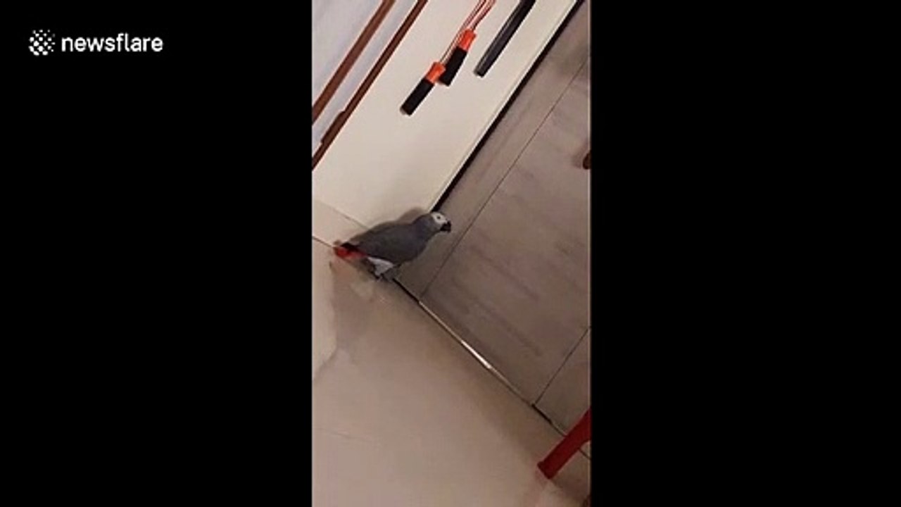 Bossy parrot orders Alexa assistant to play him...