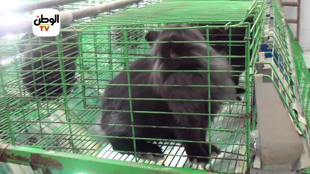 كيف تُحسن سلالات الماشية لزيادة إنتاجية اللحوم واللبن؟