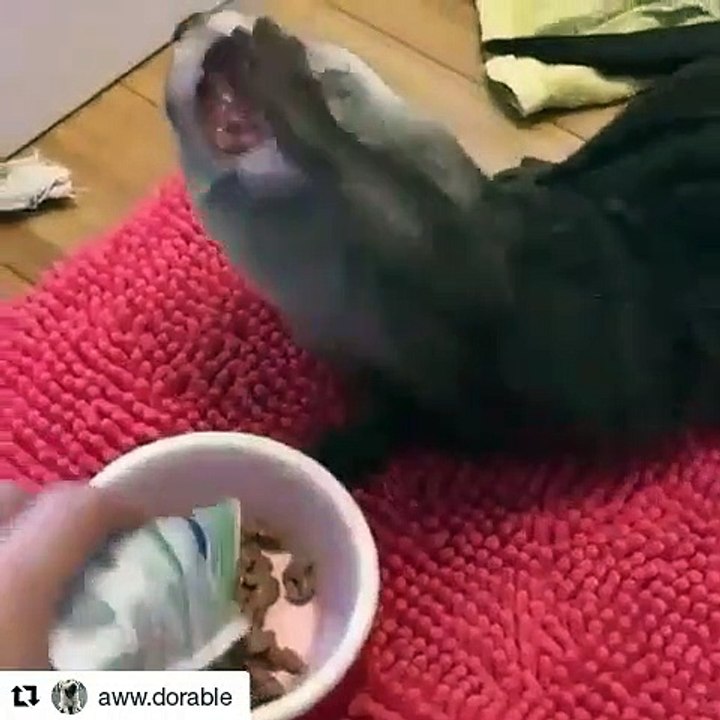 La manière dont cette loutre mange est étonnante. A mourir de rire !!