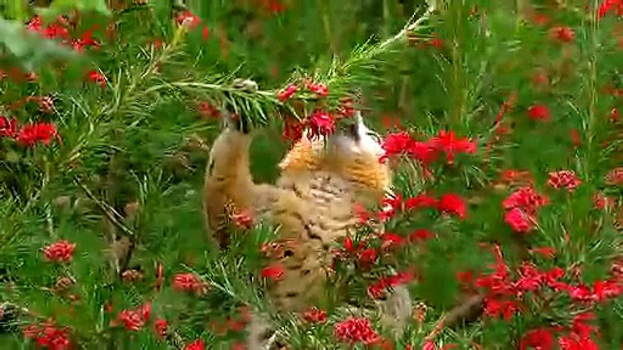 Lemur Babies!