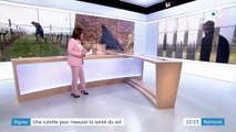 Vignes : une culotte pour mesure la santé du sol