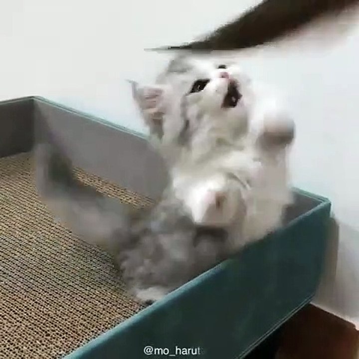 Ce chat effrayé fait tout pour s'emparer d'une plume. Marrant !