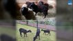 Tonte des moutons : reportage à la ferme Susan Lenglen dans le 15è arrondissement