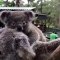 Cette maman Koala et ses petits sont trop craquants. Regardez !
