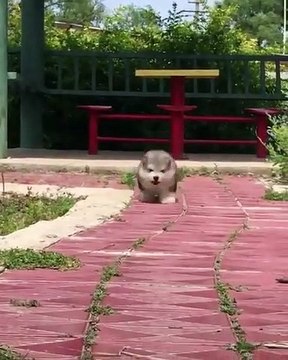 Ce chiot ne s'attend pas à ce qui va lui arriver. Sa réaction est trop marrante !