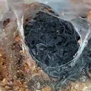 Cette vidéo des araignées va vous donner des frissons partout dans le corps
