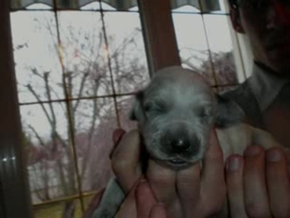 Sottise et ses bébés_0001