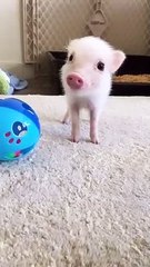 Mini Pig Strikes a Pose