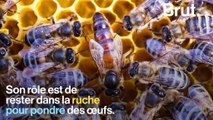 Comment une ruche d'abeilles s'organise-t-elle ?