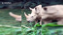 The son of China’s first white rhinoceros meet tourists in Guangdong