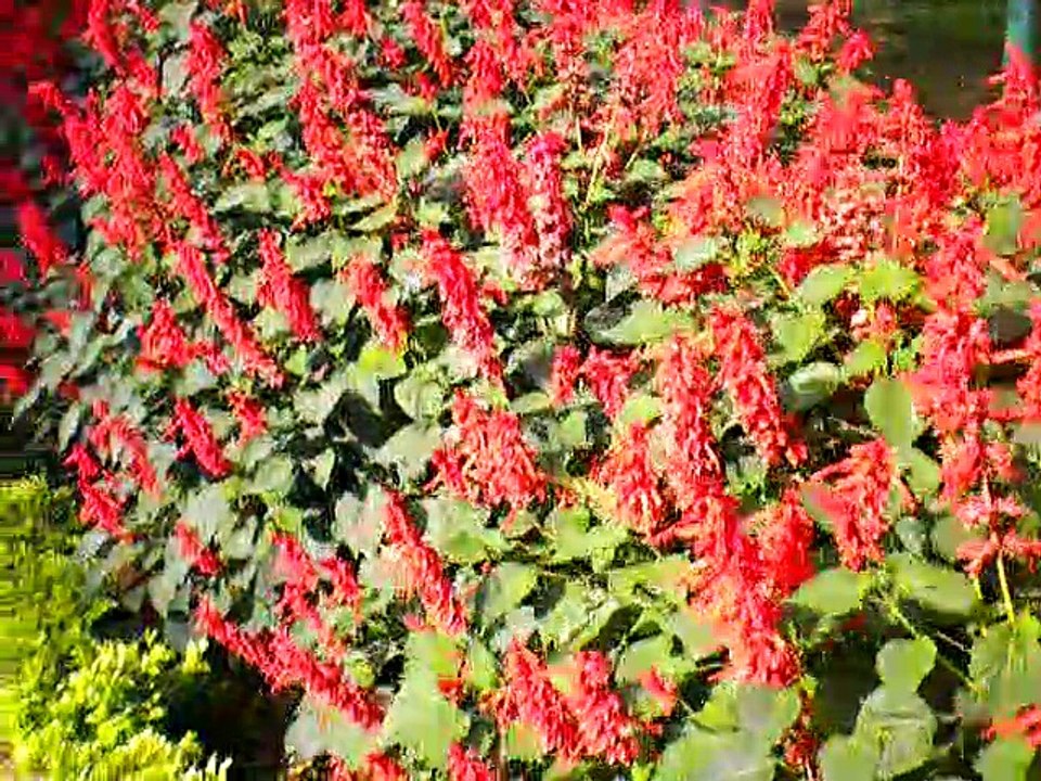 Garden on fire