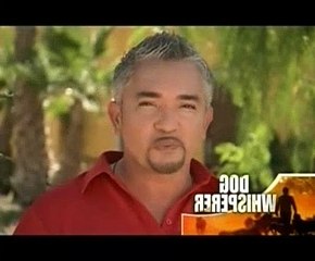 Dog Whisperer S06E02 Cujo and Molly (Attacking Cujo)