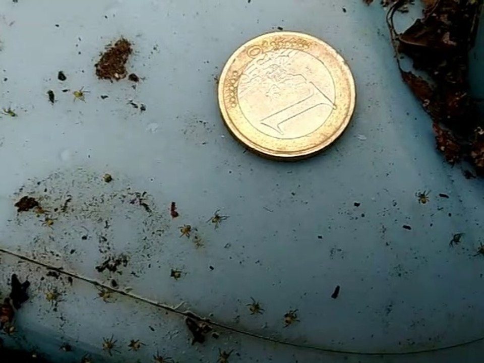 Nid de bébés araignée de L’épeire diadème. Araignée des jardins   