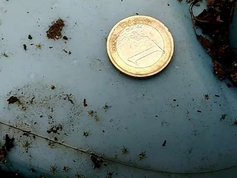 Nid de bébés araignée de L’épeire diadème. Araignée des jardins