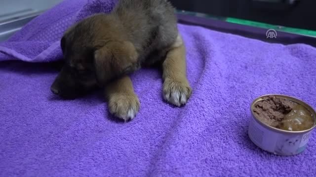 Veteriner Hekim Gök: 8 Canımızdan 7'sinin Hayati Riski Ortadan Kalkmış Gözüküyor