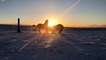 Stallions Play During Stellar Sunrise
