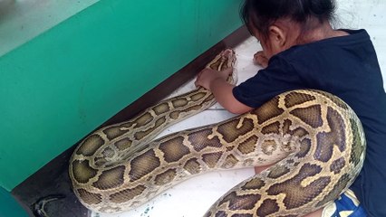 Tiny Toddler Tends to Sick Python