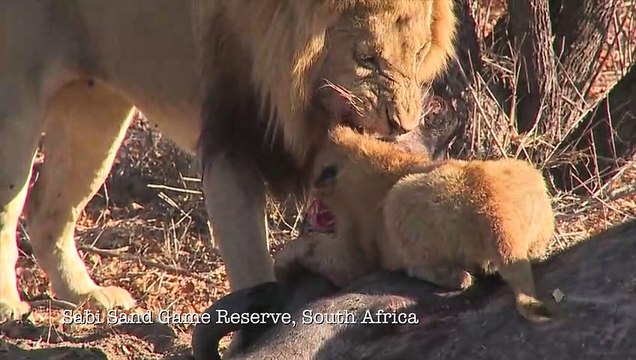 Ces lionceaux veulent voler la nourriture de papa...