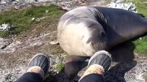 Ce pauvre éléphant de mer fait le beau et se prend une belle gamelle