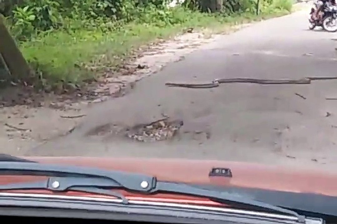 Il croise un énorme cobra en pleine route