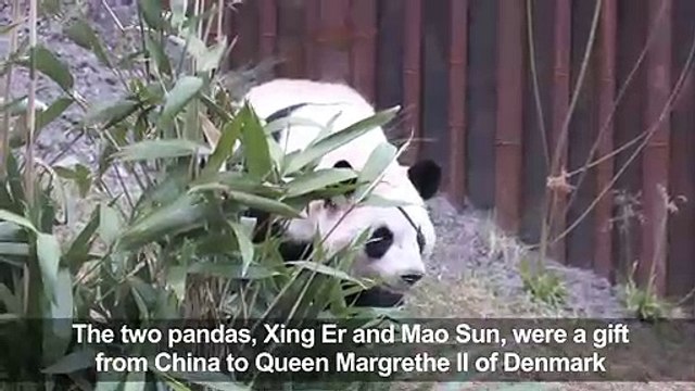 Queen of Denmark opens new Panda enclosure at Copenhagen Zoo