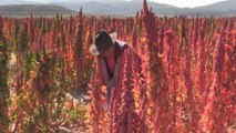 Quinua real boliviana busca su denominación de origen ante el mundo