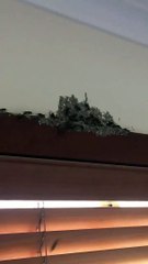 Europian Wasps in action