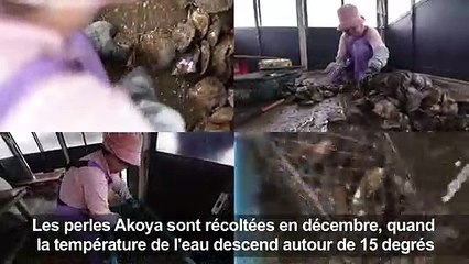 Akoya, la petite perle sacrée du Japon