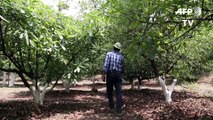 Poblado mexicano dedicado al aguacate teme amenazas de Trump