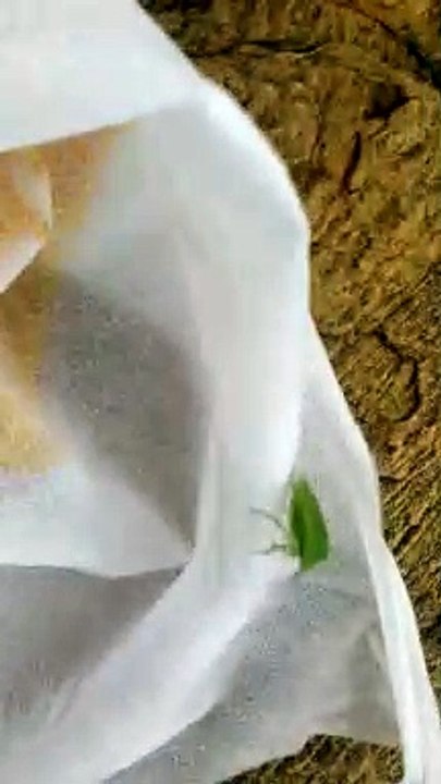 Green Bug video