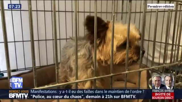 Les défenseurs des animaux réclament des peines plus sévères pour ceux qui les maltraitent