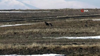 Kars'ın Mezra köyünde çok sayıda akbaba görüntülendi