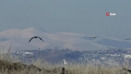 Kars'ın Mezra Köyünde Çok Sayıda Akbaba Görüntülendi