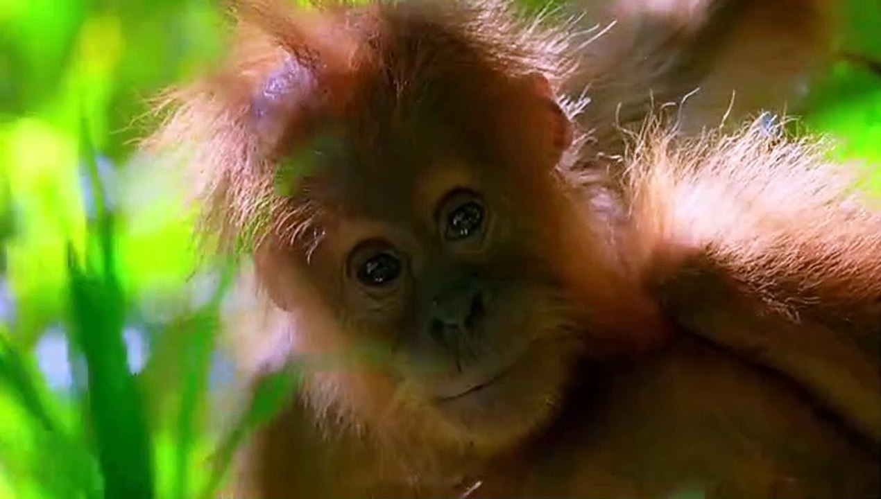 7f_Our.Planet.S01E01.One.Planet.720p.N