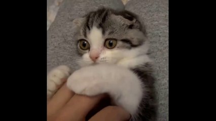 Cute baby animals Videos Compilation cute moment of the animals