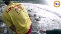 Sauvetage d'un bébé grand requin blanc par des surfeurs !