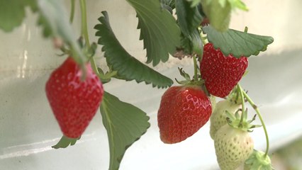 [녹색] 딸기농사도 스마트 폰으로 / YTN