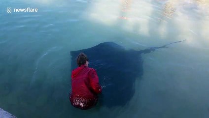 Giant poisonous stingray swims up to woman so she can stroke him