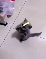 Voici comment rendre un chaton complètement fou. Hilarant !